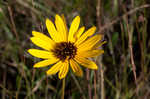 Variableleaf sunflower